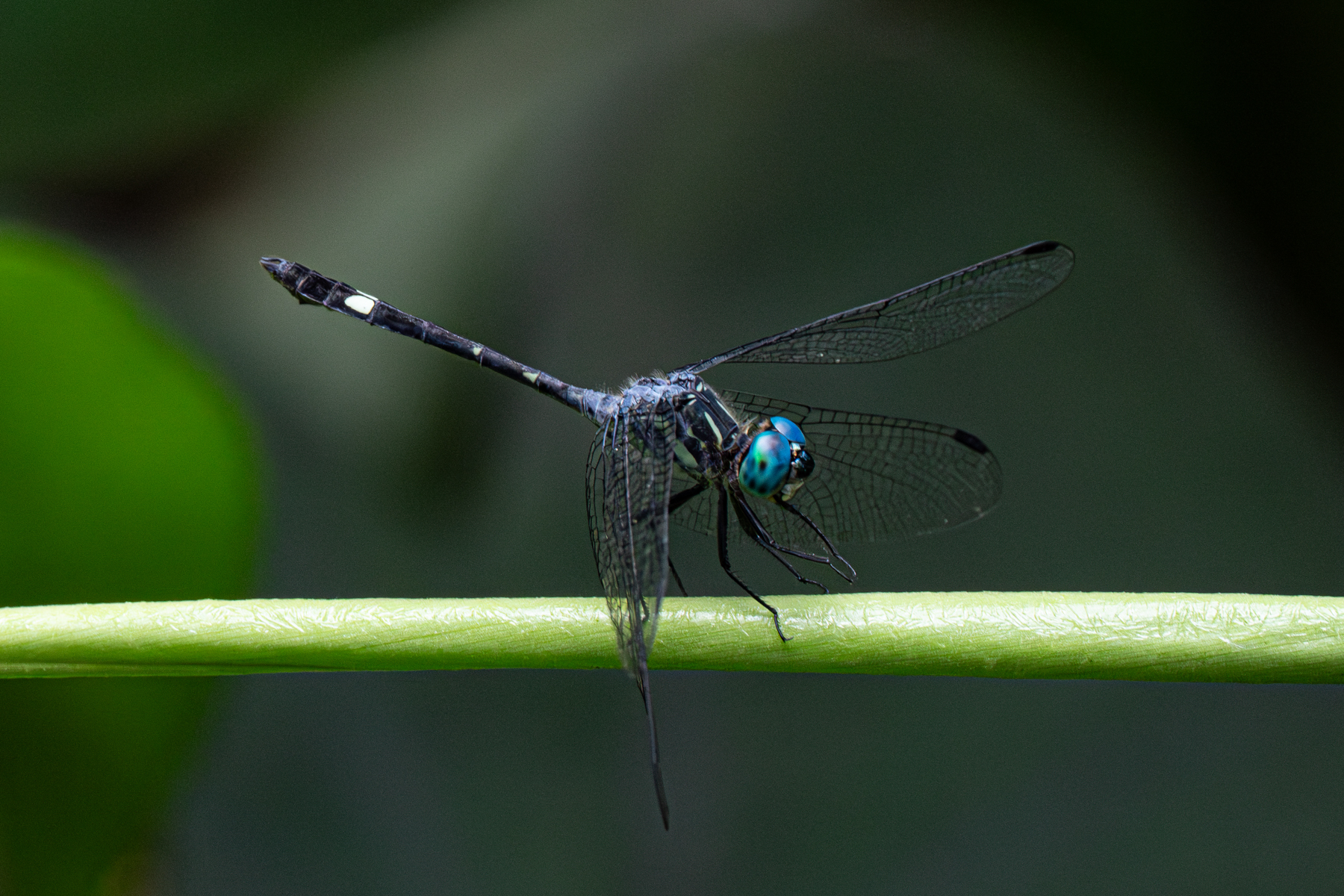 Knob-tailed Dragonfly in a rainforest pool (image by Inger Vandyke)