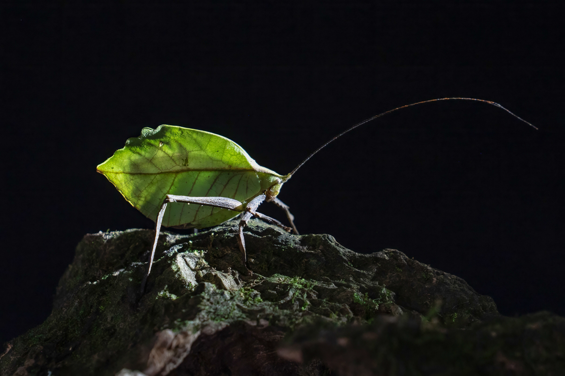 Costa Rica's rainforests are filled with the wildest insects that camouflage themselves as leaves like this Crenulata Sylvan Leaf Katydid (image by Inger Vandyke)