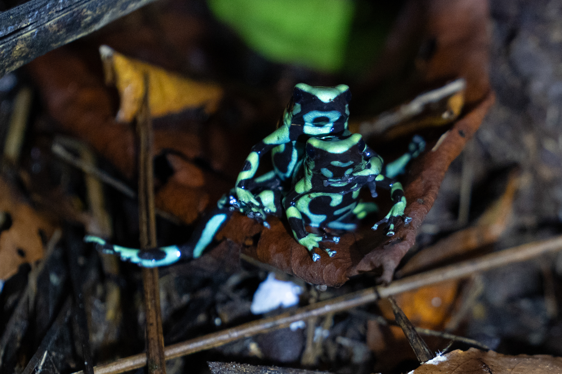 A pair of male Green & Black Poison Dart frogs tussle over territory (image by Inger Vandyke)