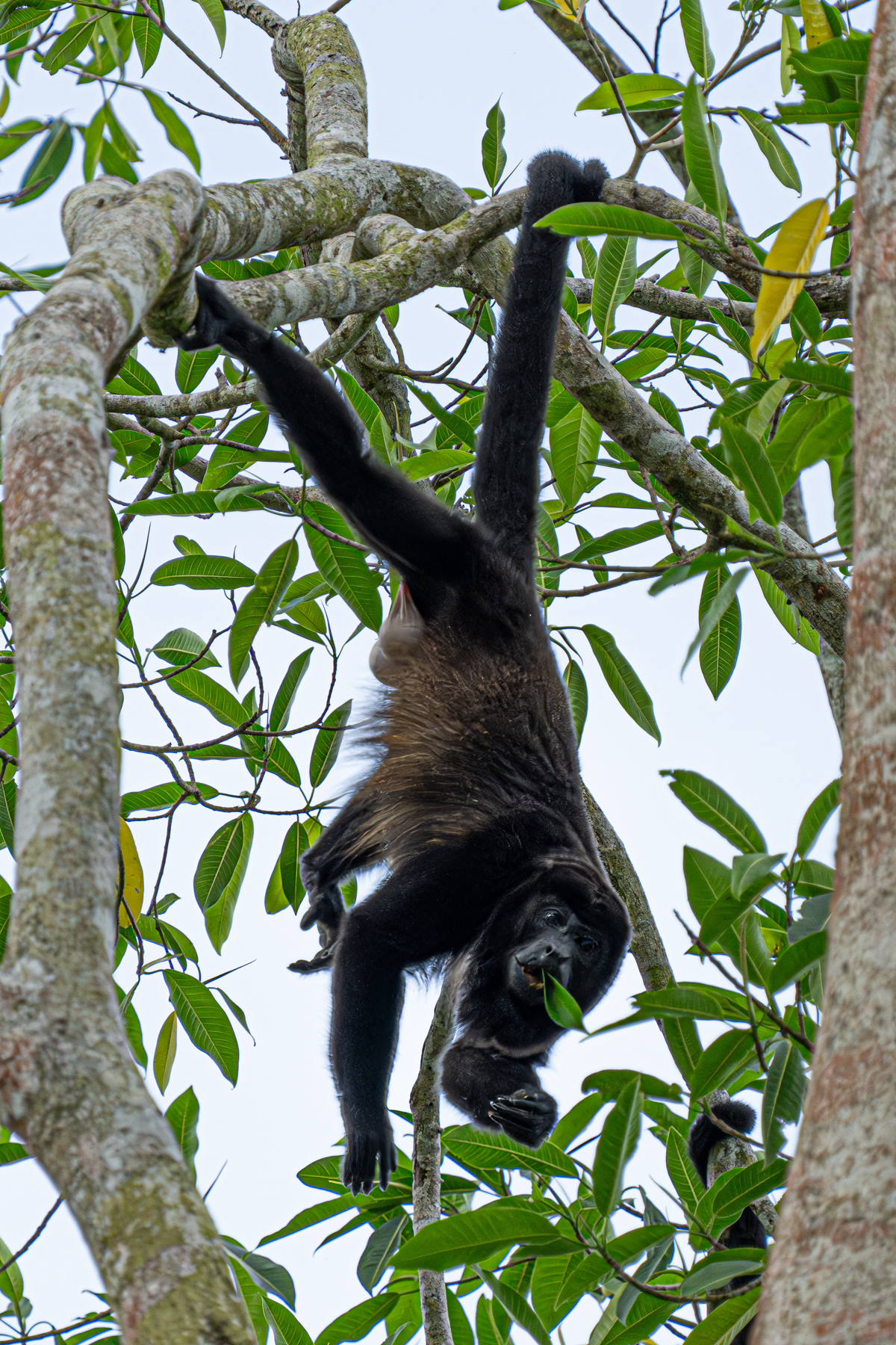 A male Mantled Howler reaches down to snack on leaves (image by Inger Vandyke)