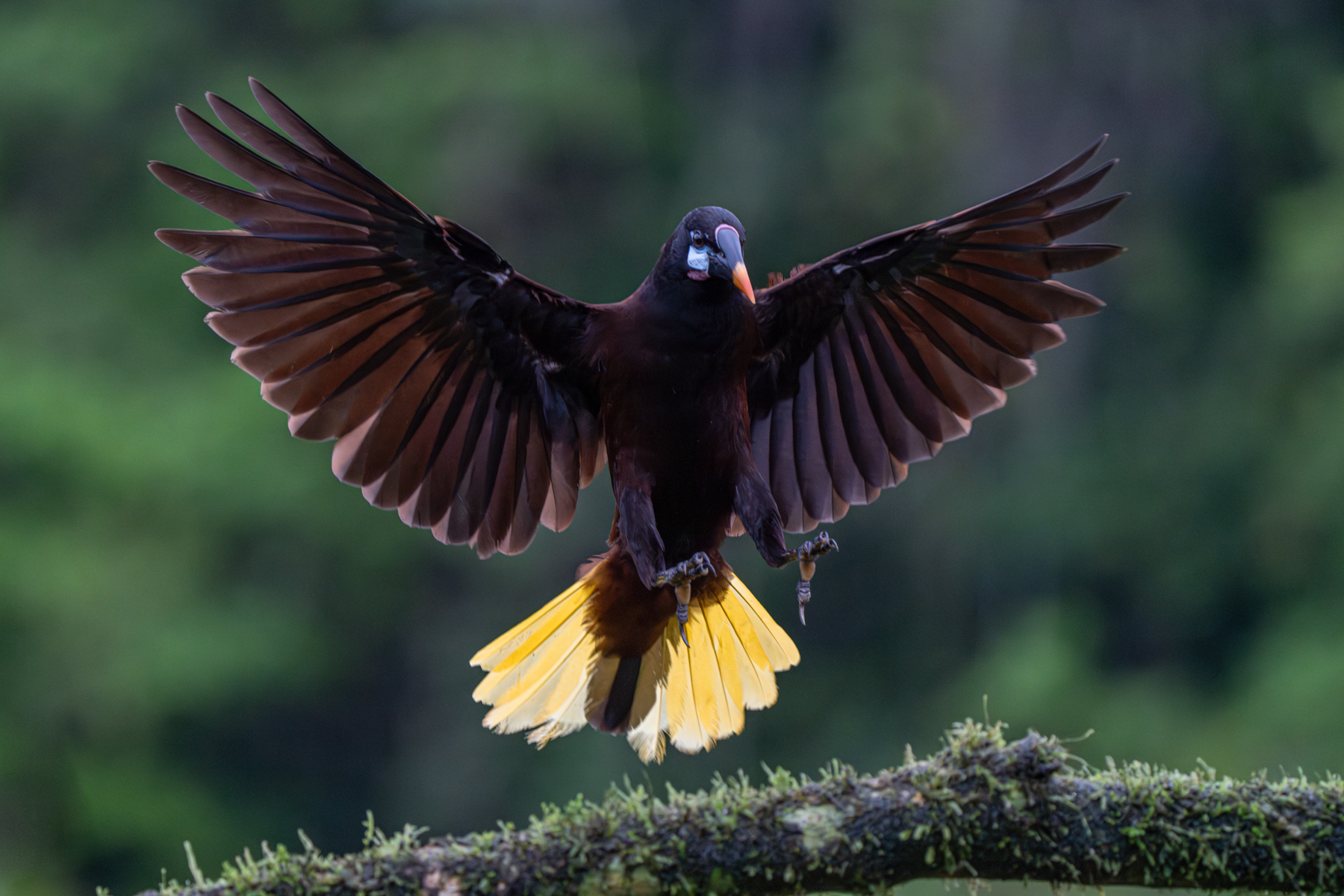 Montezuma Oropendola in flight (image by Inger Vandyke)