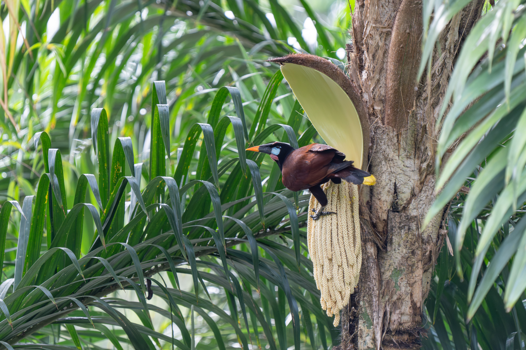 A Montezuma Oropendola feasting on palm seeds (image by Inger Vandyke)