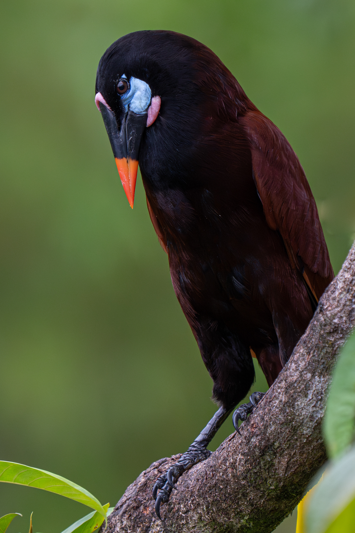 Before a Montezuma Oropendola sings its melodious song, it cranes its head and rattles. They really are fantastic birds! (image by Inger Vandyke)