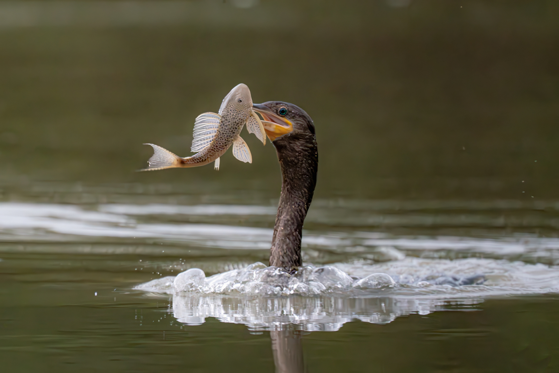 A Neotropic Cormorant tussles with its dinner of Tchupapiela in Cano Negro (image by Inger Vandyke)