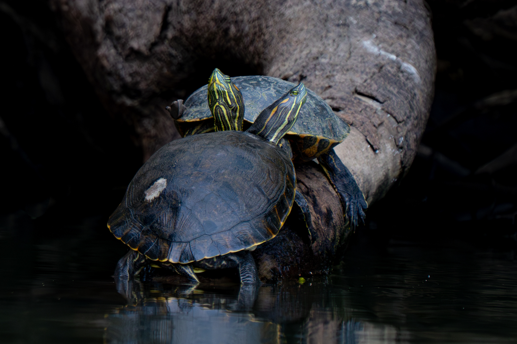 A pair of Nicaraguan Slider Turtles on the side of the Rio Frio (image by Inger Vandyke)