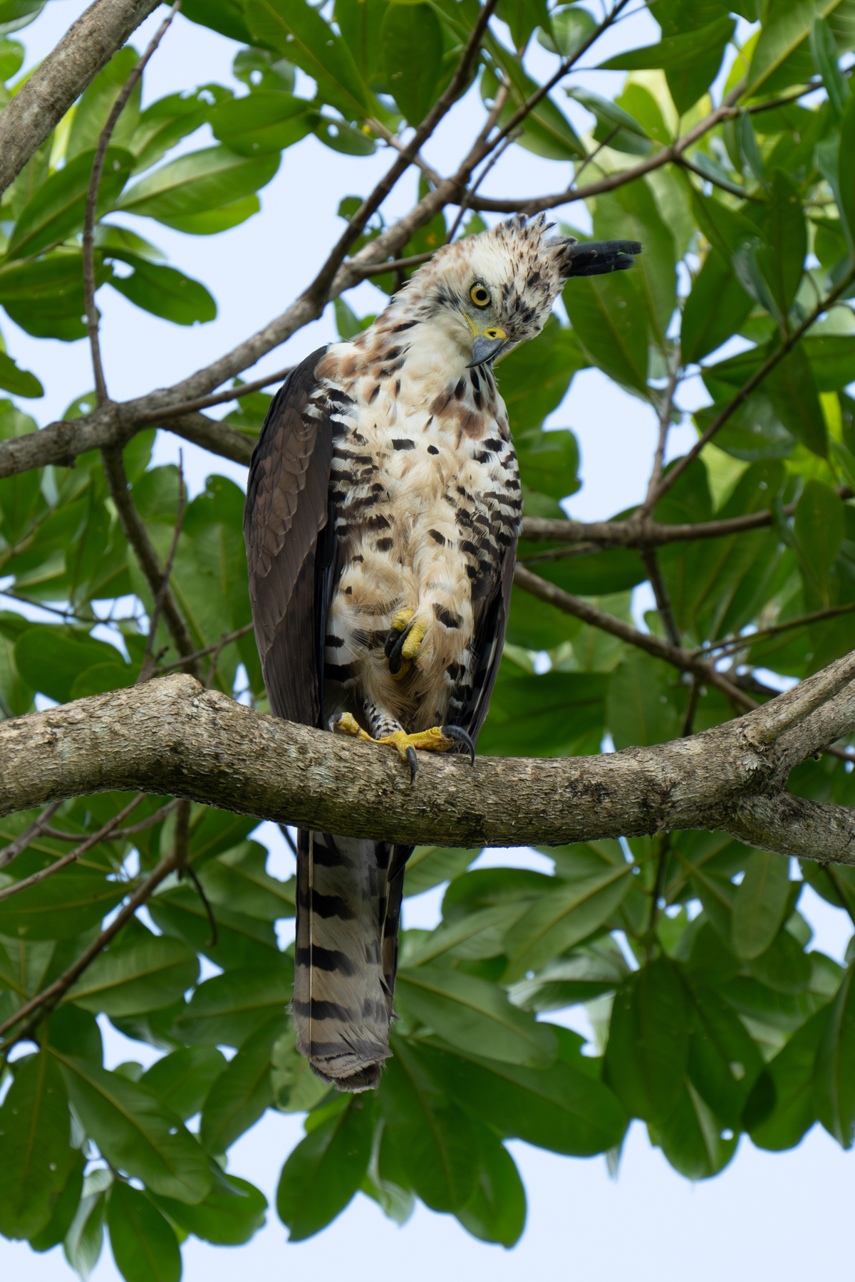 Beautiful Ornate Hawk Eagle female (image by Inger Vandyke)