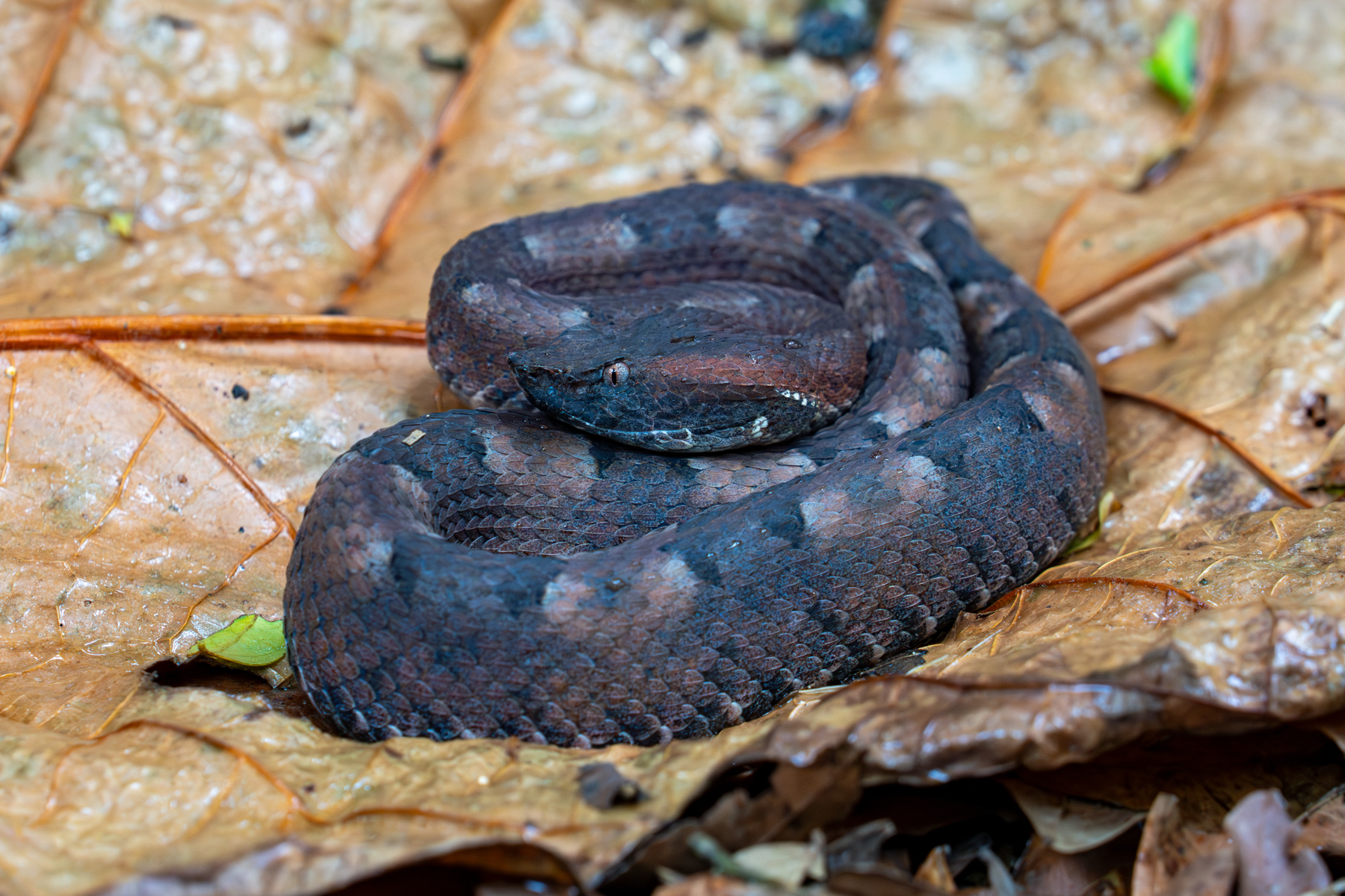 The intent stare of a Rainforest Hog-nosed Pit Viper on the dead leaves of the forest floor (image by Inger Vandyke)
