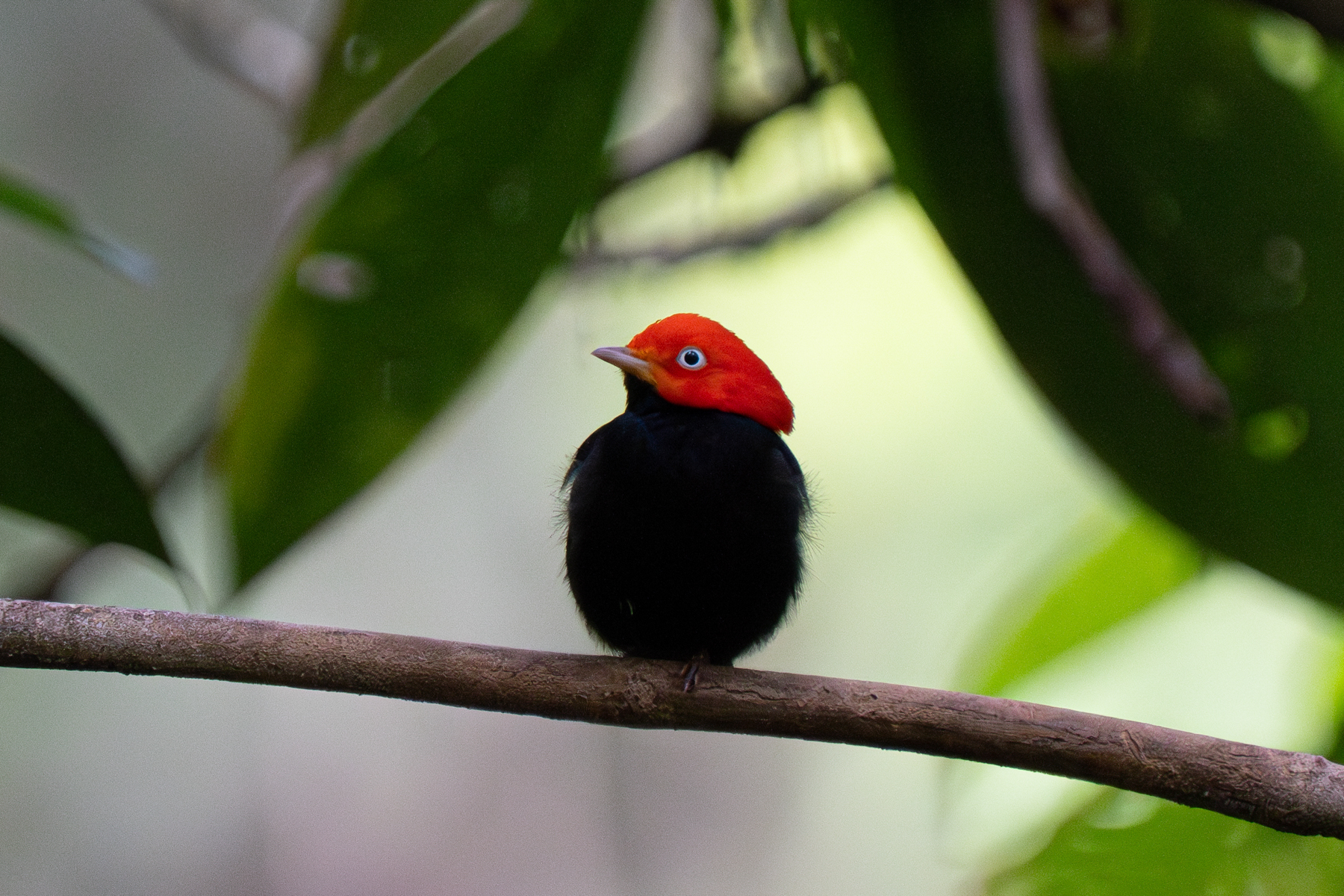 Manakins are certainly one of our favourite rainforest birds in Costa Rica. This Red-capped Manakin has a wonderful whistling call when it displays to a female (image by Inger Vandyke)