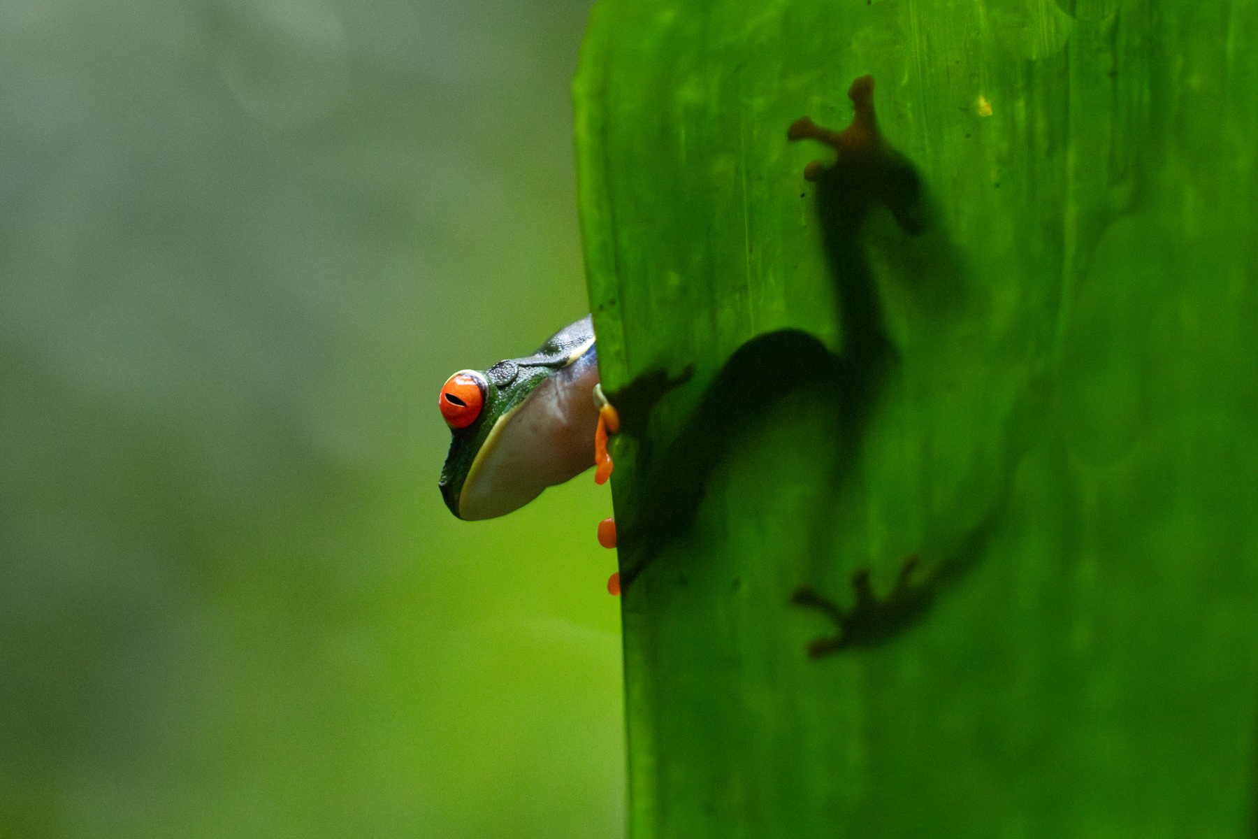 A Red-eyed Tree Frog peers over the edge of a rainforest leaf (image by Inger Vandyke)
