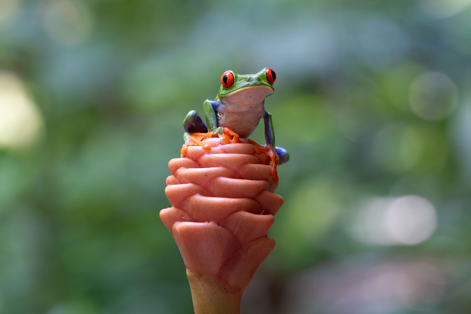 Red-eyed Tree Frog on a Shampoo Flower (image by Inger Vandyke)