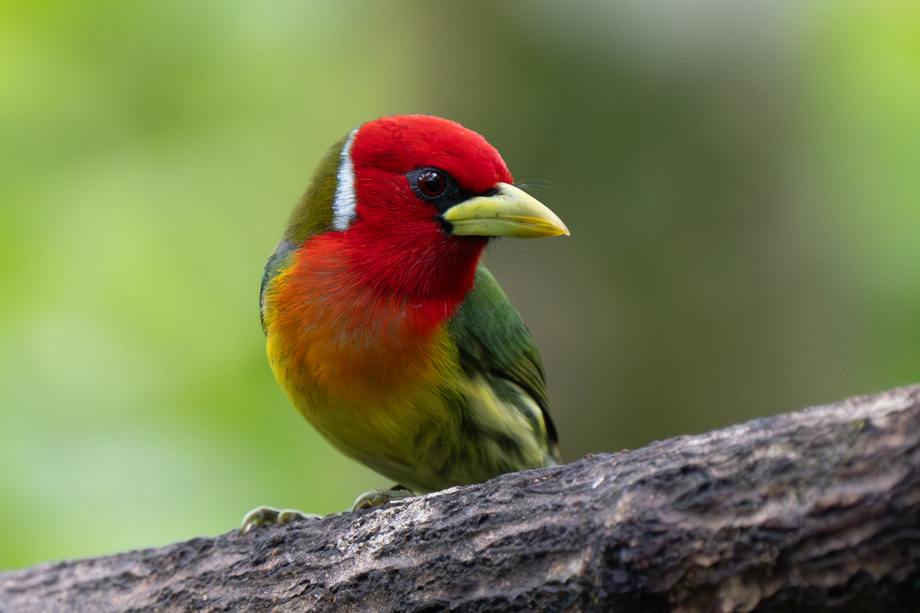 Red-headed Barbets are another avian jewel of Costa Rica's cloud forests (image by Inger Vandyke)