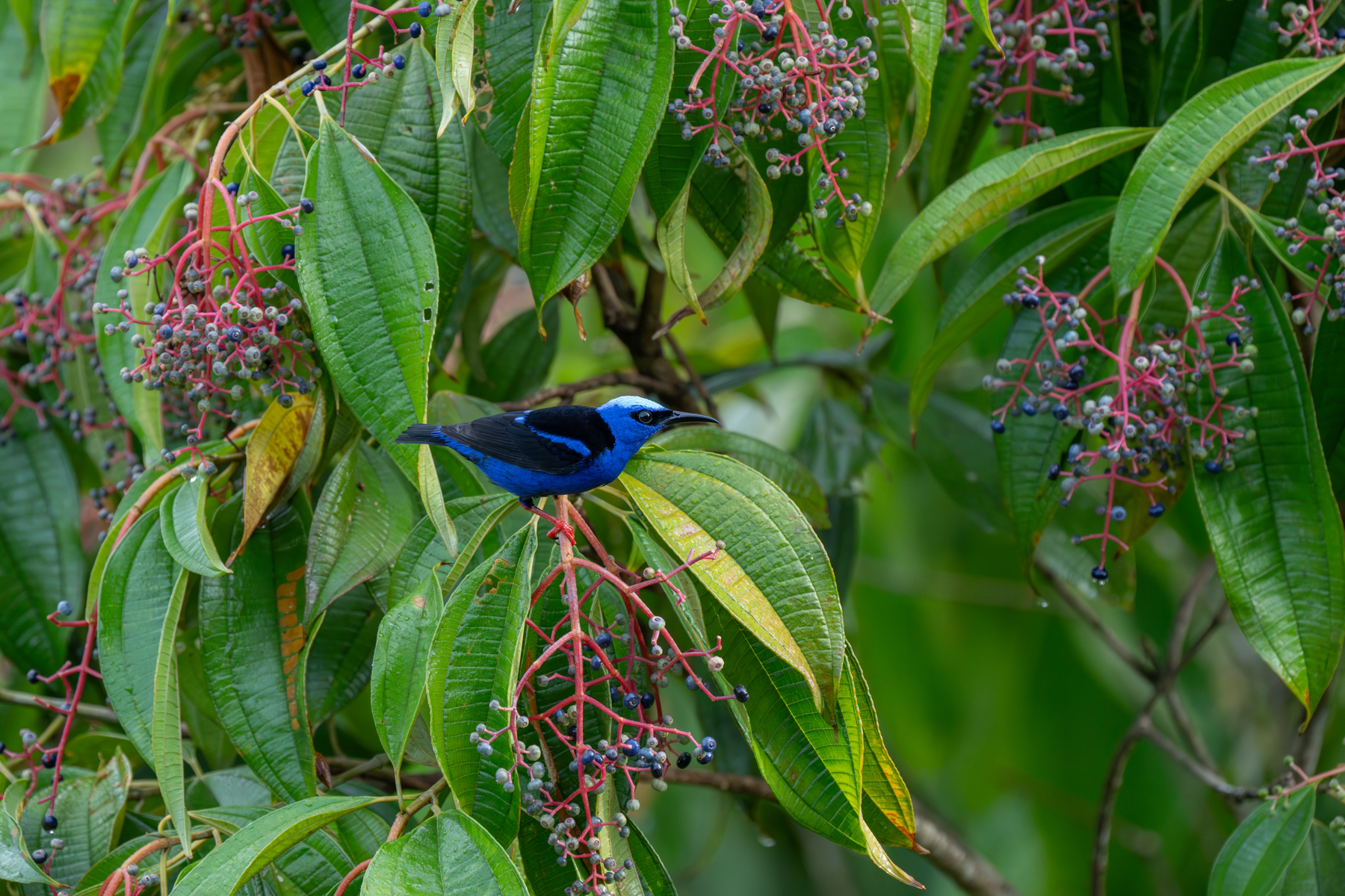 A beautiful Red-legged Honeycreeper searches for berries (image by Inger Vandyke)