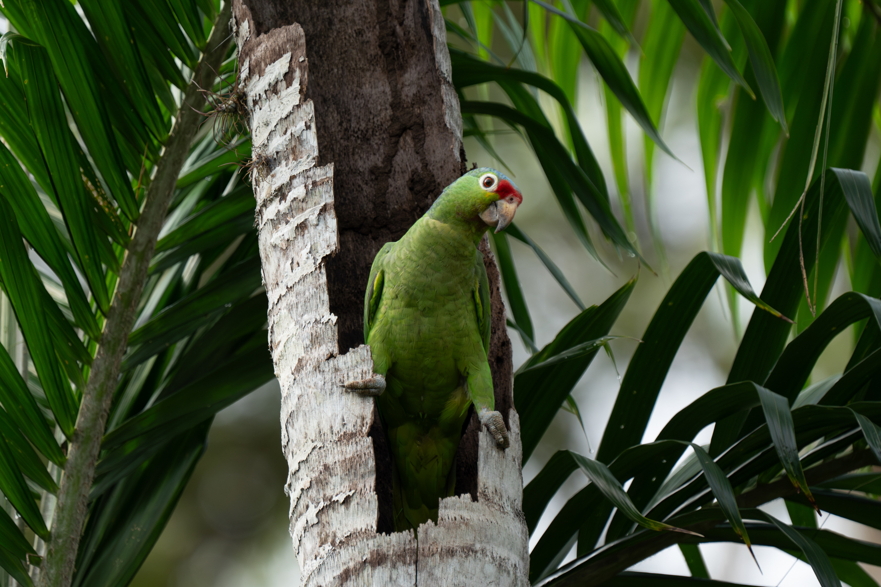 Red-lored Parrot at its nesting cavity (image by Inger Vandyke)