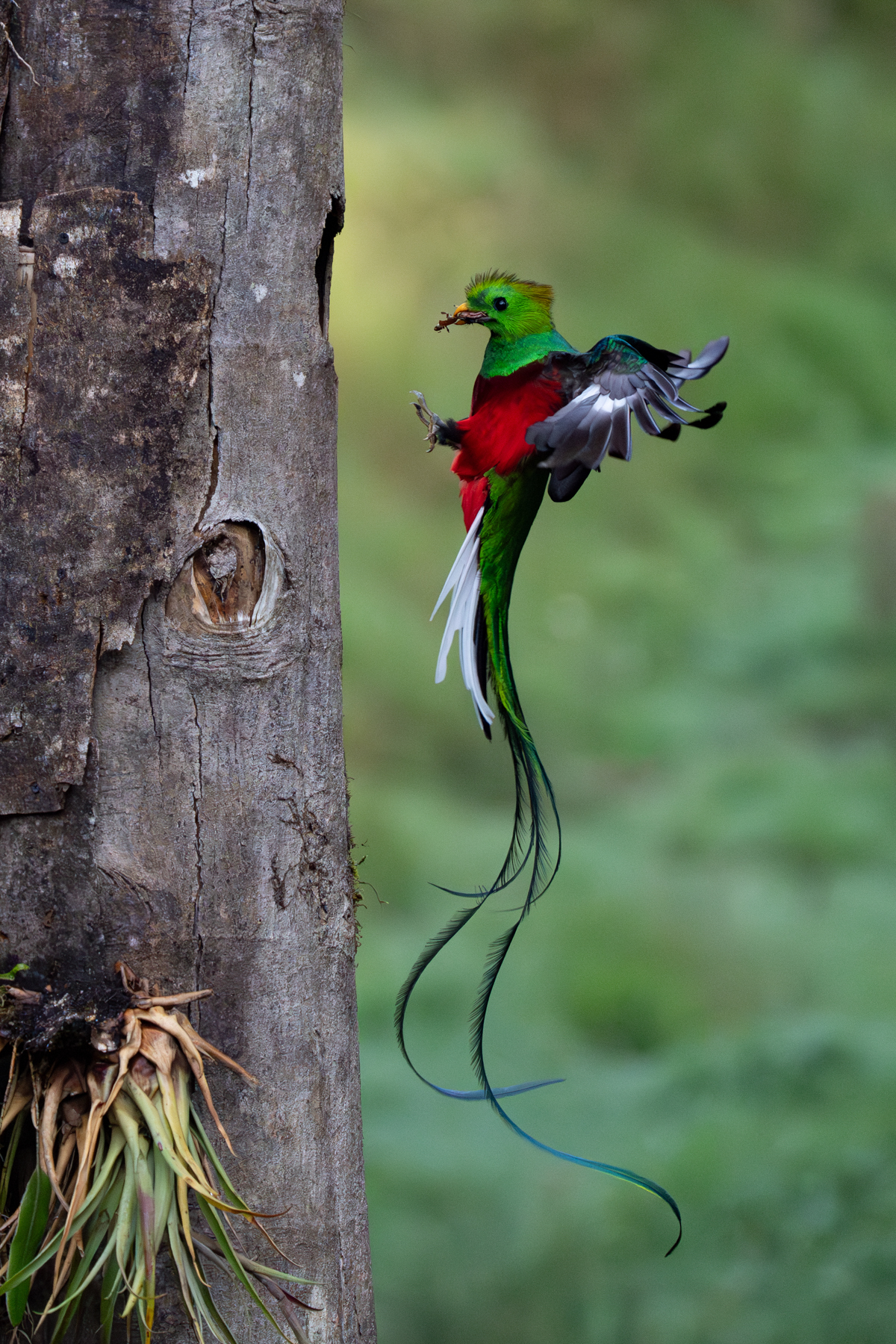 A male Resplendent Quetzal delivering an insect meal to its chick on the nest (image by Inger Vandyke)