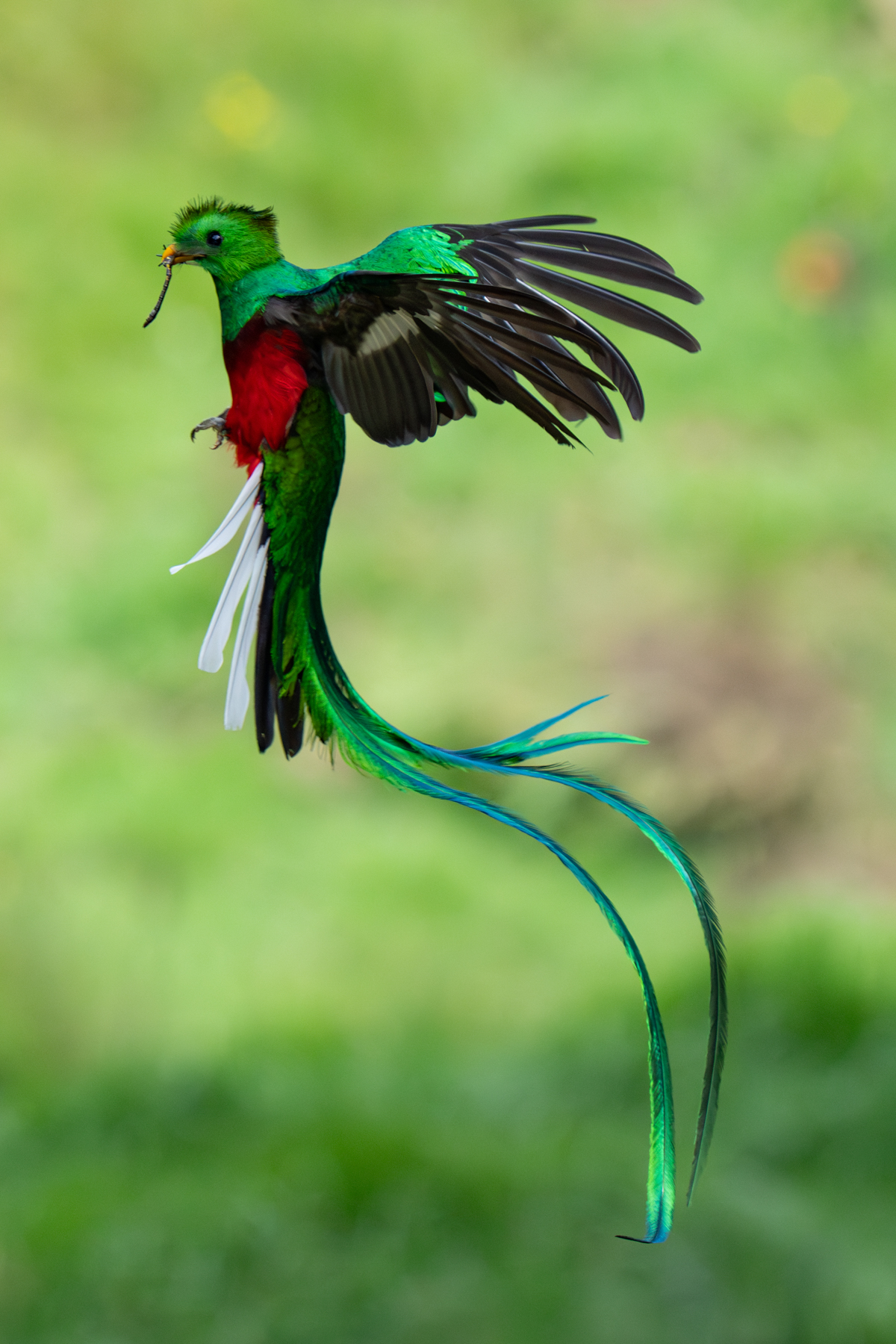 Resplendent Quetzals. When they fly they are so beautiful they almost don't look real (image by Inger Vandyke)