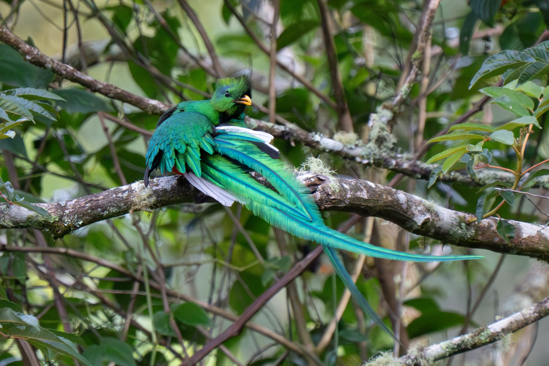 A male Resplendent Quetzal preening his feathers (image by Inger Vandyke)