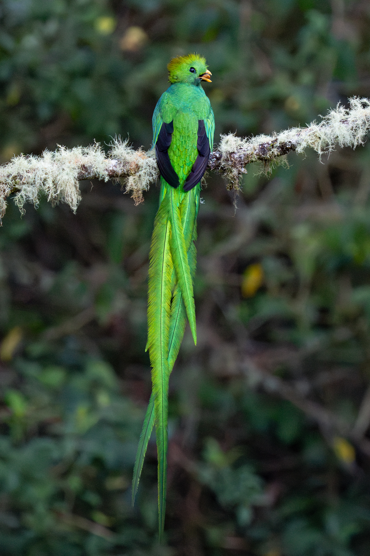 A stunning male Resplendent Quetzal with fruit for his chick (image by Inger Vandyke)