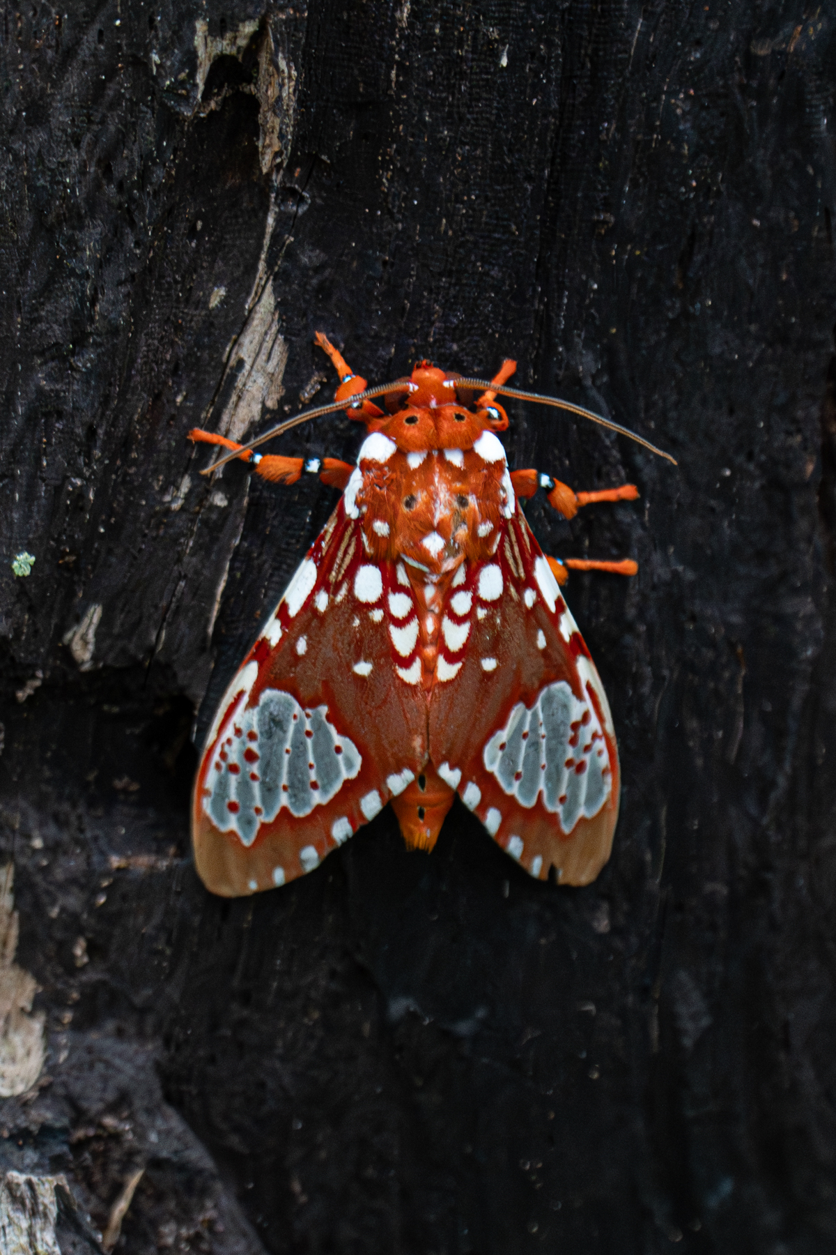 Ripha Flammans Moth is just one of many stunning moths in Costa Rica's lowland rainforests (image by Inger Vandyke)
