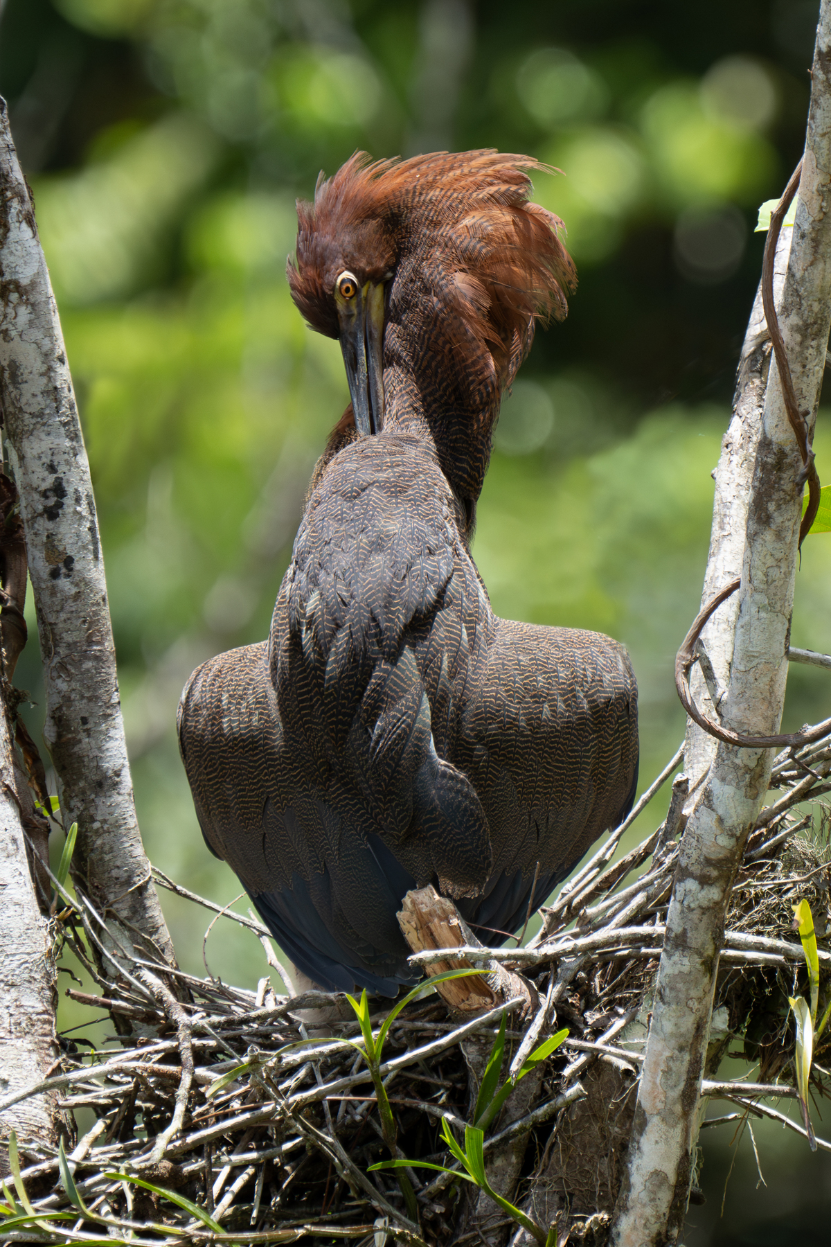 A Rufescent Tiger Heron mother preening herself on her nest (image by Inger Vandyke)