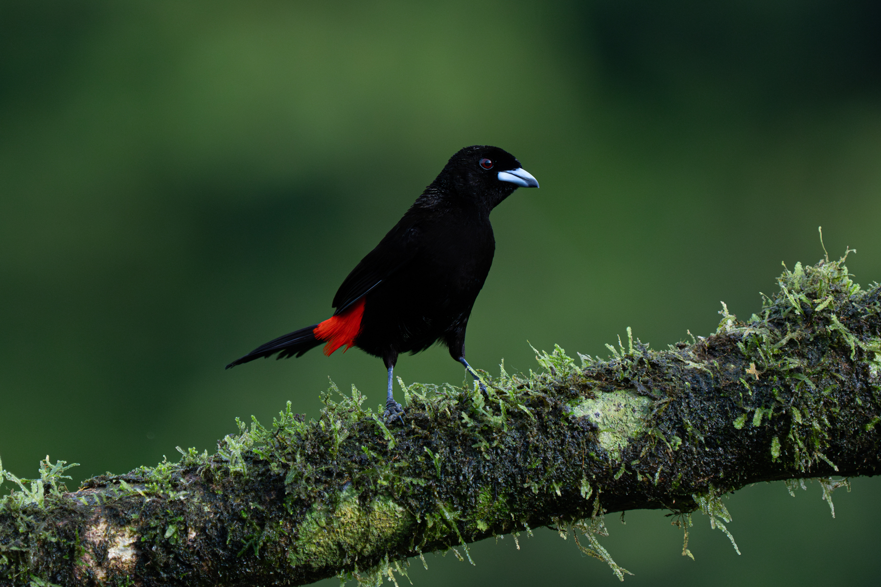 Adorable Scarlet-rumped Tanagers are quite common in Costa Rica and also very photogenic! (image by Inger Vandyke)