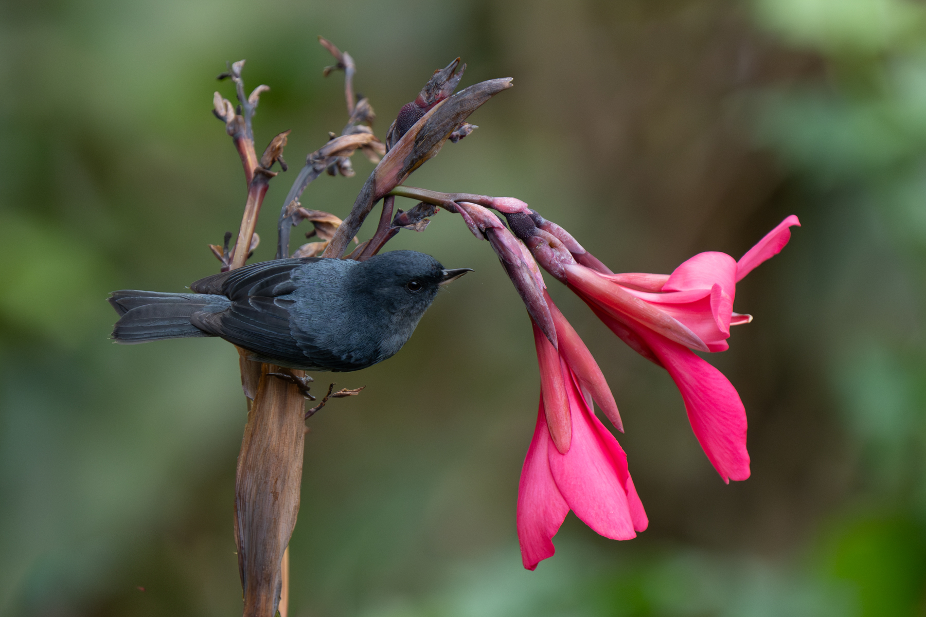 Slaty Flowerpiercers have evolved with a quirky bill designed to pierce the base of flowers to get right at the nectar! (image by Inger Vandyke)