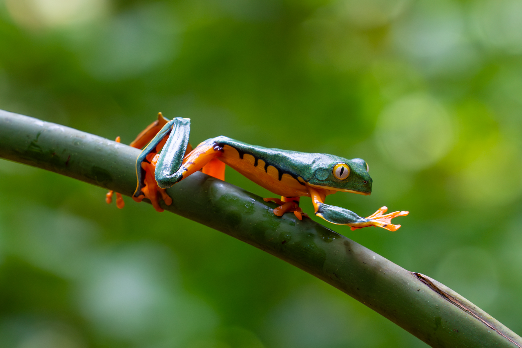 A Splendid Tree Frog walks the leaves (image by Inger Vandyke)