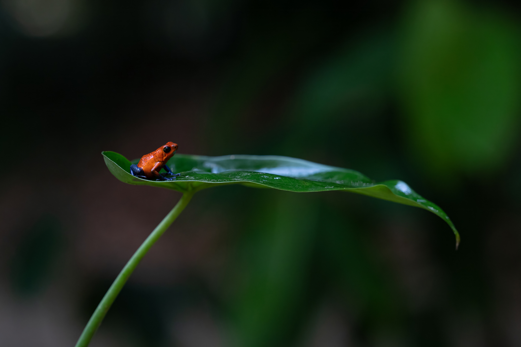 Pretty Strawberry Poison Frog sitting on a rainforest leaf (image by Inger Vandyke)
