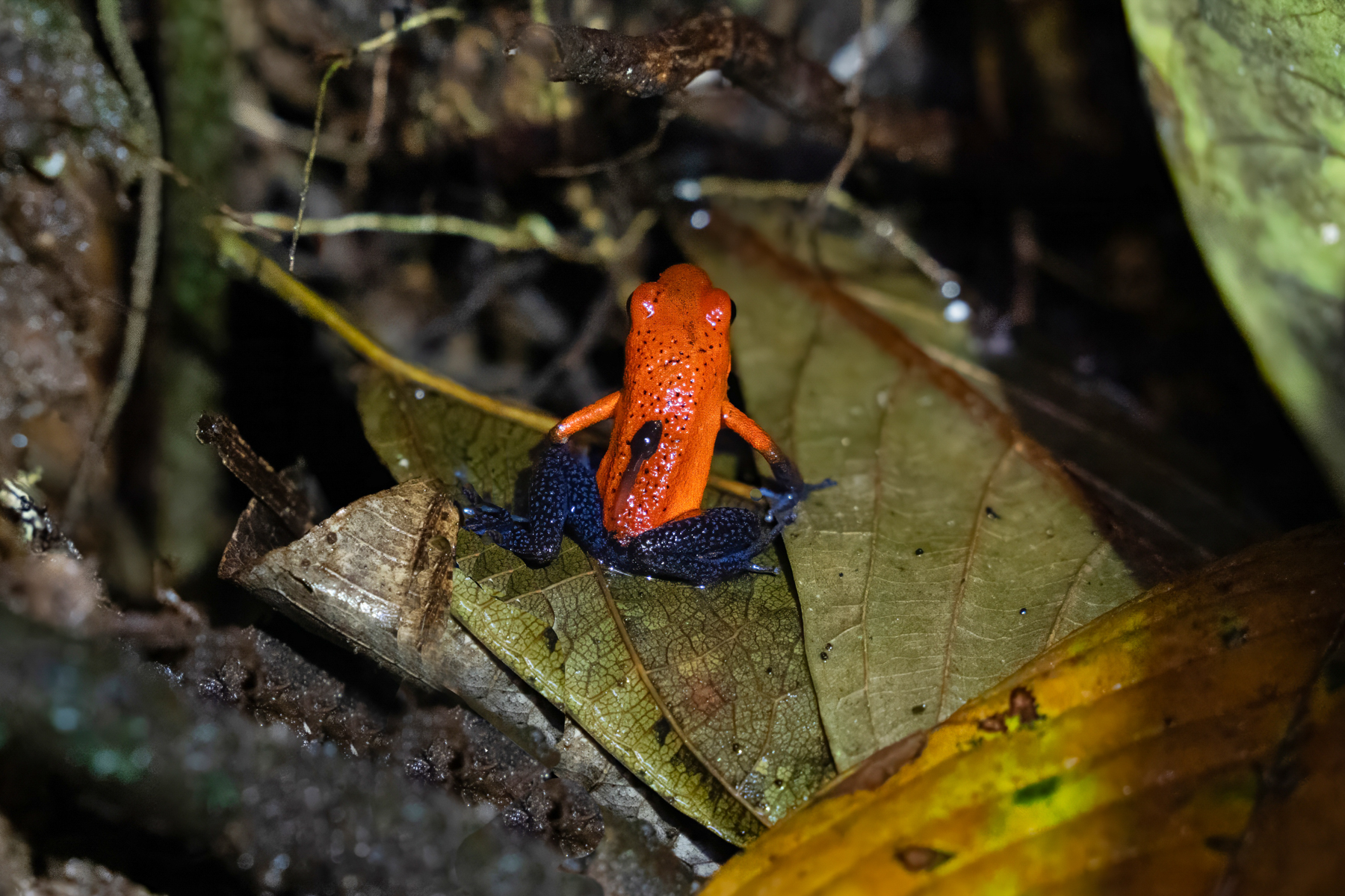 Strawberry Poison Frog carrying its precious tadpole around on its back (image by Inger Vandyke)