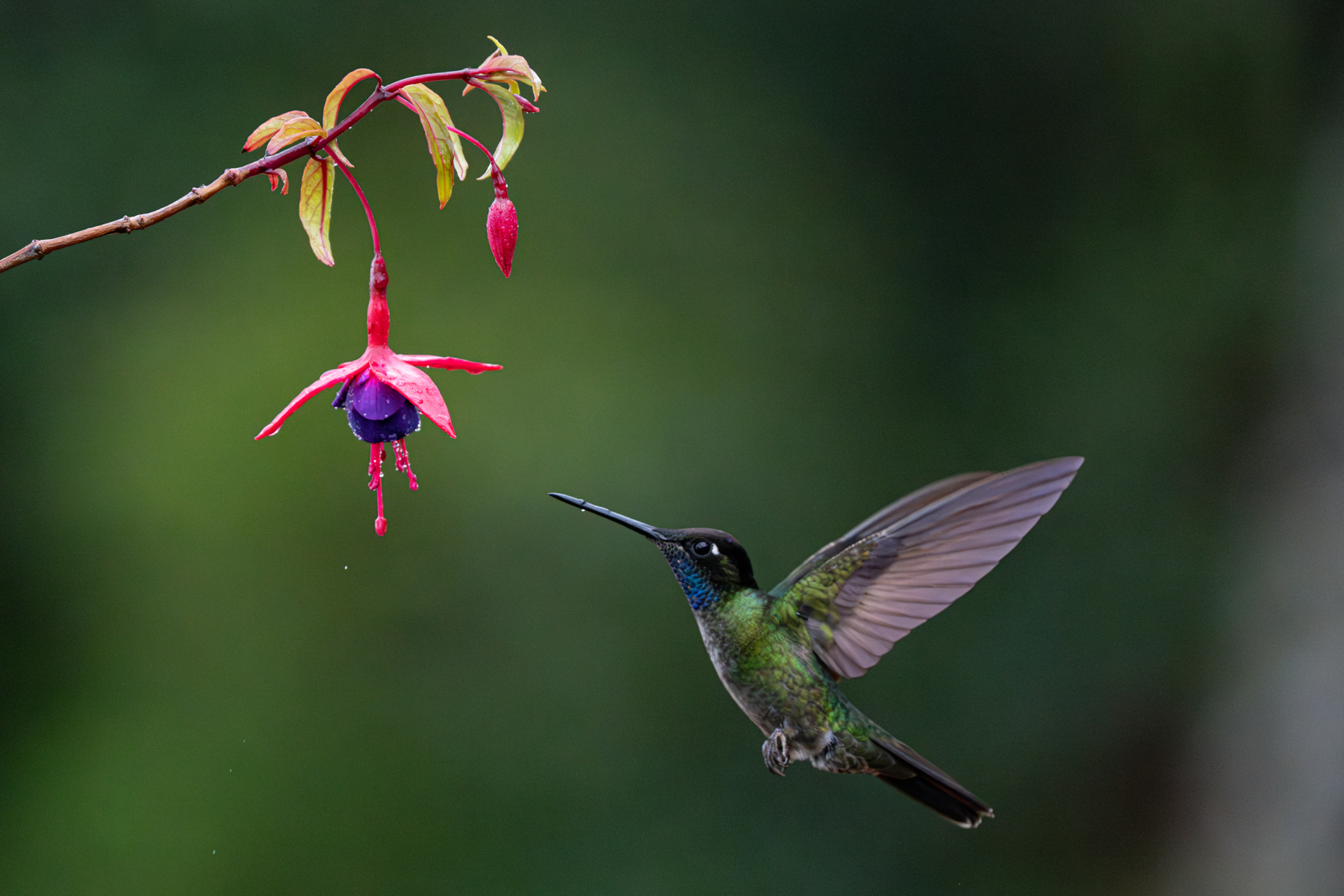 A Talamanca Hummingbird hovering at a Fuschia (image by Inger Vandyke)