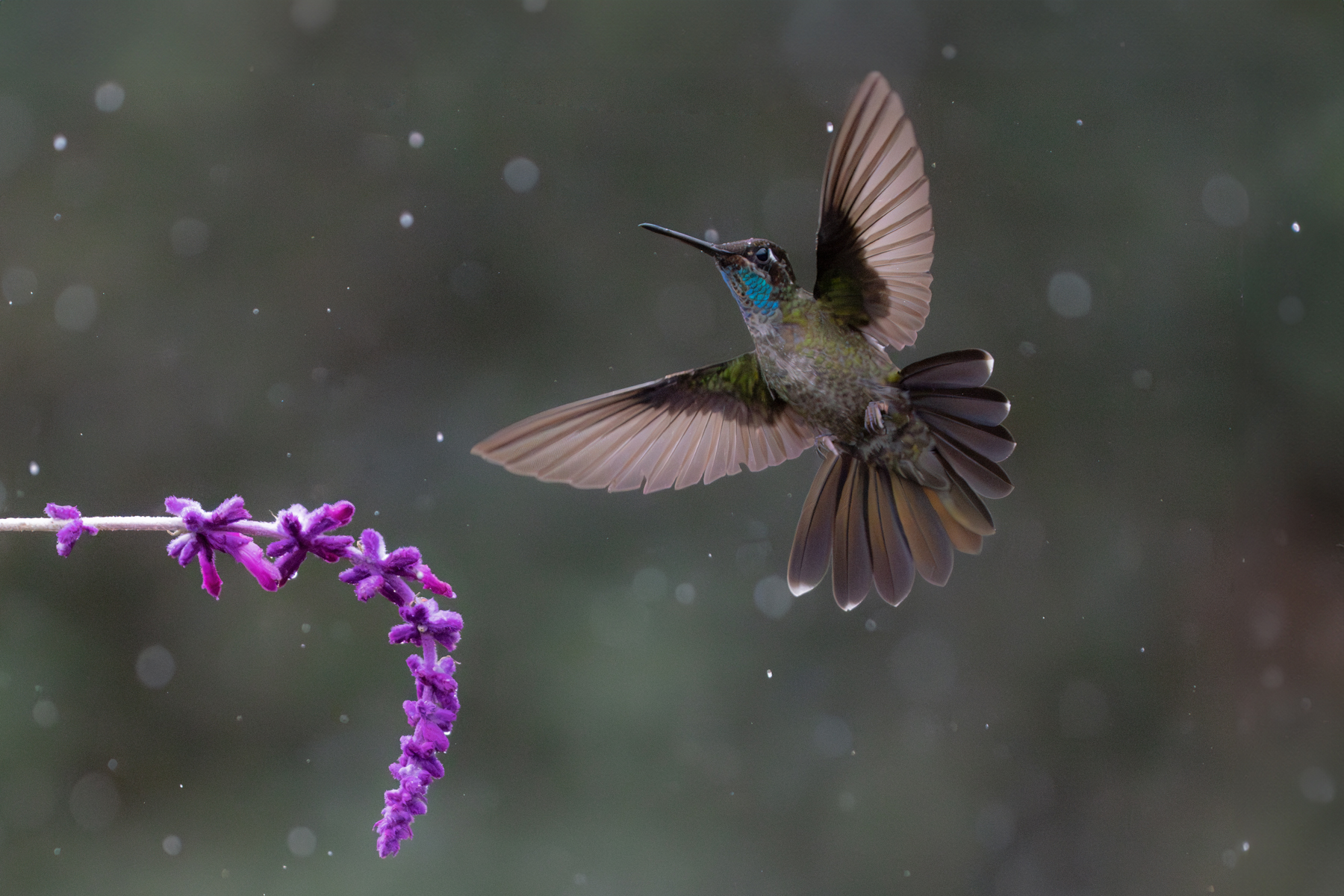 Talamanca Hummingbird flying in the rain (image by Inger Vandyke)