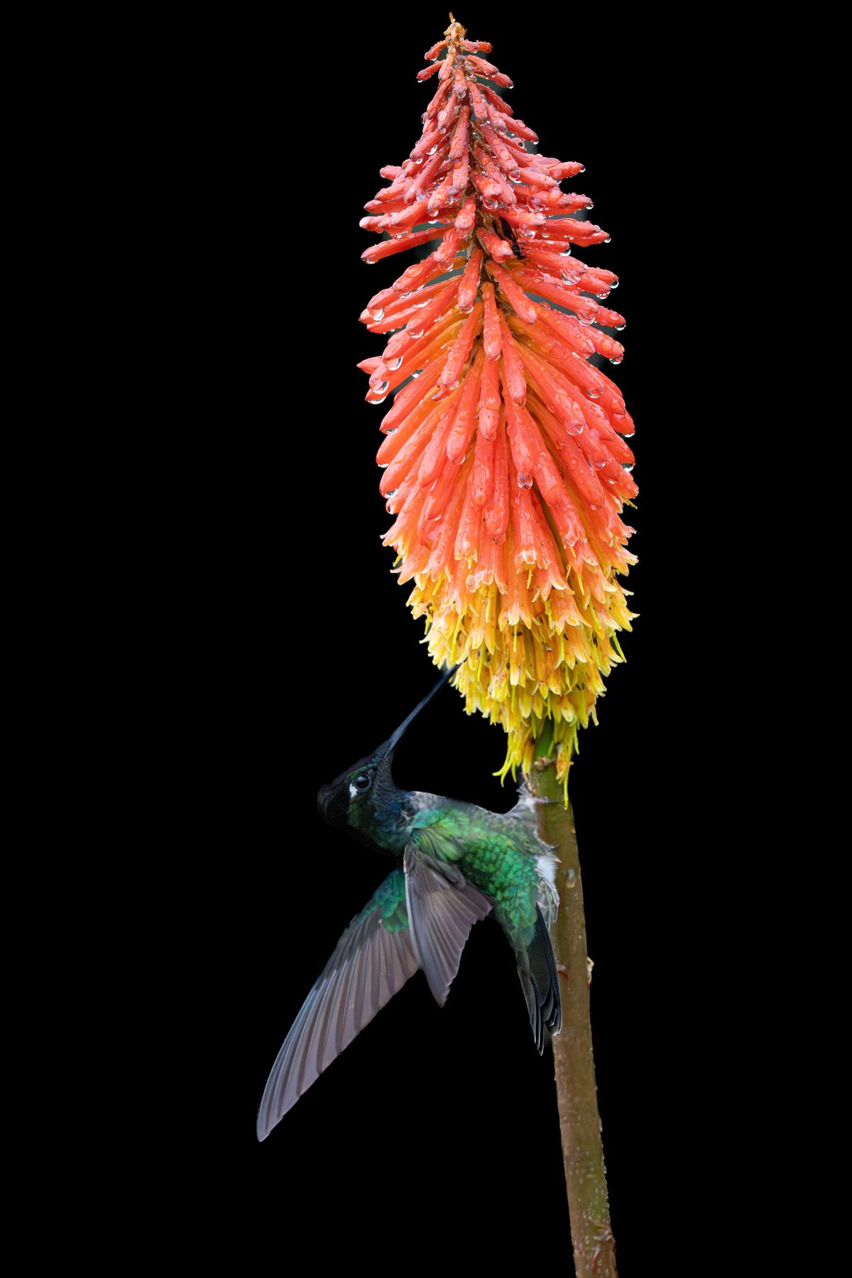In Costa Rica's cloud forests brightly coloured flowers like this Red Hot Poker are a magnet for hummingbirds (image by Inger Vandyke)
