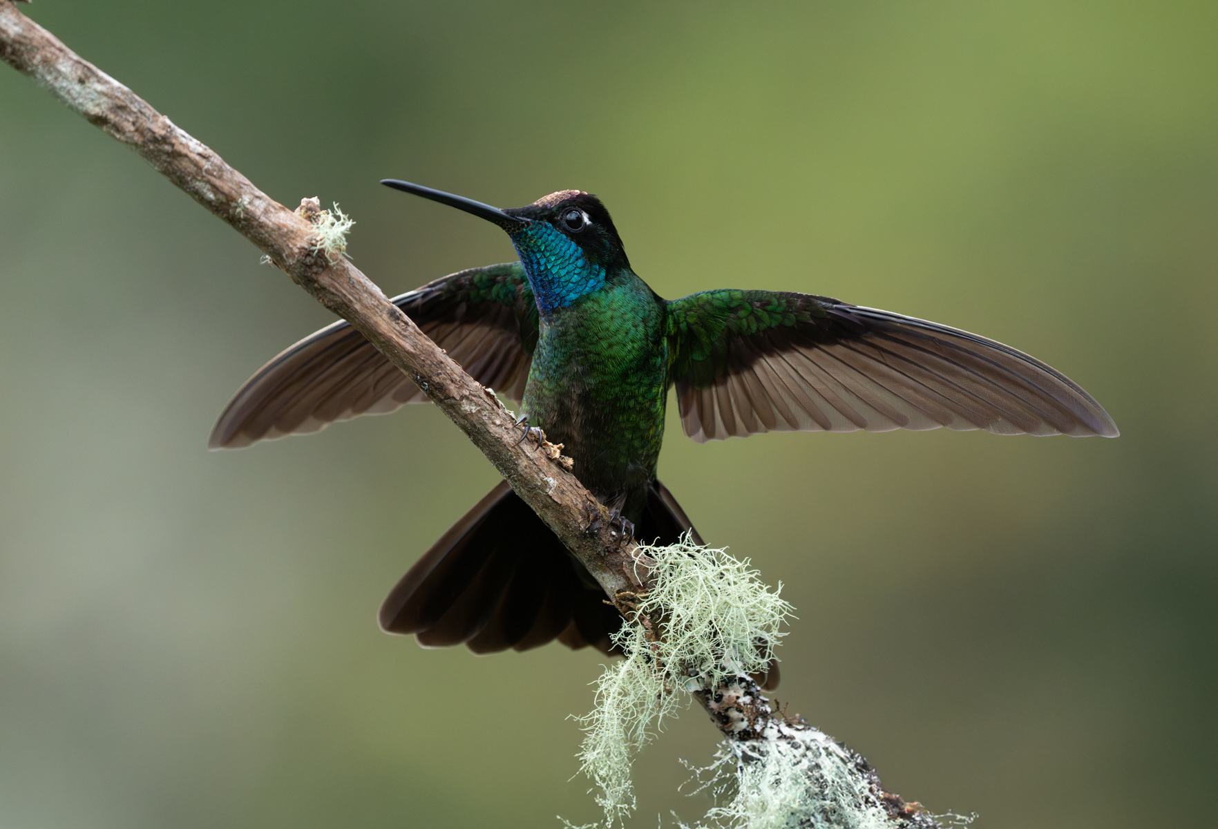 A Talamanca Hummingbird with its wings outstretched in a show of aggression (image by Inger Vandyke)