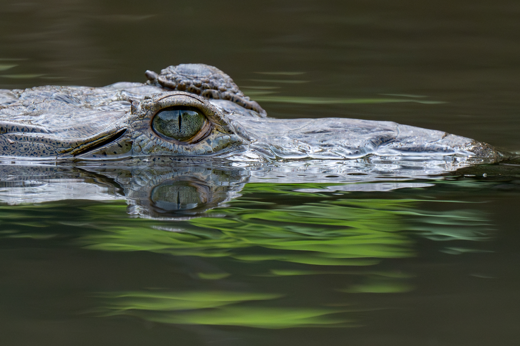 The sly eye of a crocodile (image by Inger Vandyke)