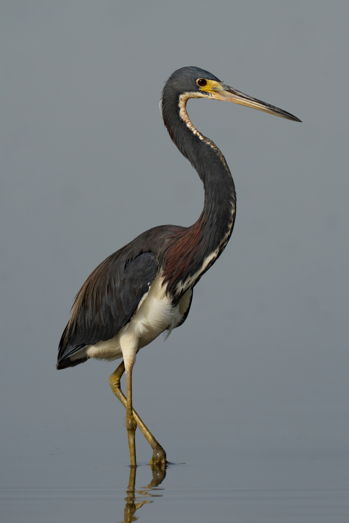 Tri-coloured Heron in Cano Negro National Park near the border of Costa Rica and Nicaragua (image by Inger Vandyke)