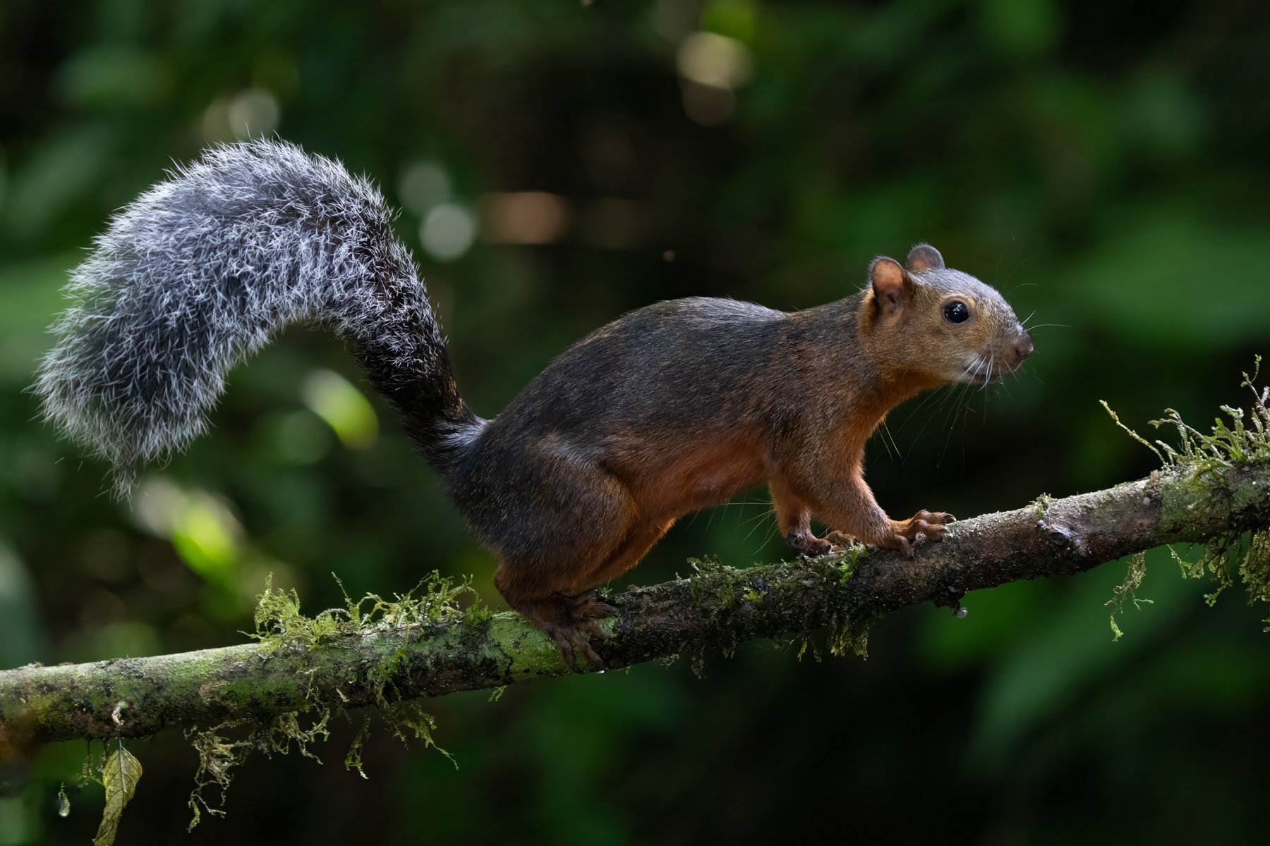 A Variegated Squirrel deep in the Costa Rican rainforest (image by Inger Vandyke)