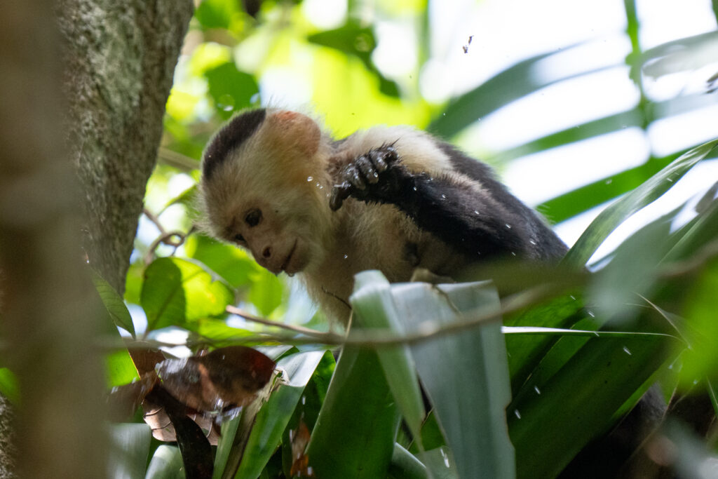 A White-faced Capuchin Monkey drinking from a pool of water in a bromeliad (image by Inger Vandyke)
