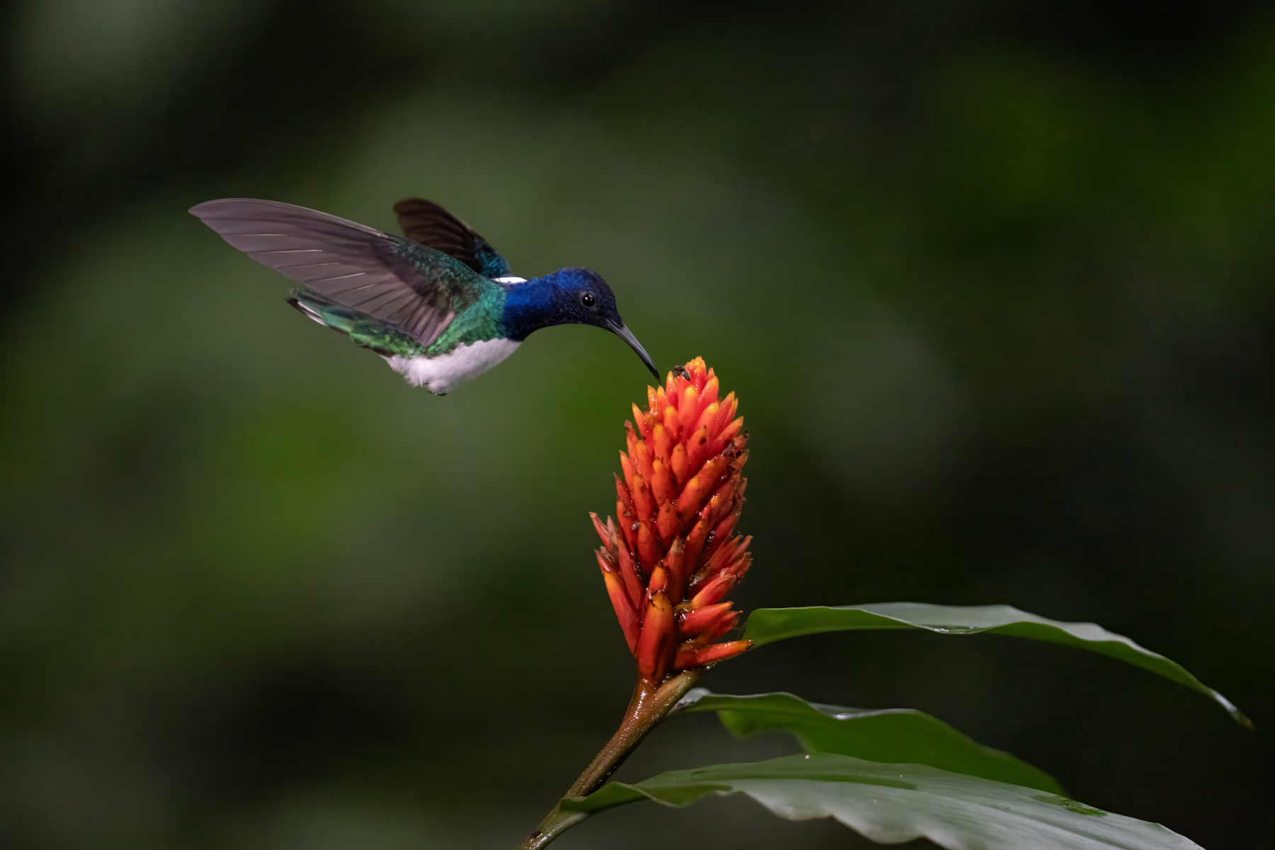 A White-naped Jacobin hovering above a rainforest flower (image by Inger Vandyke)