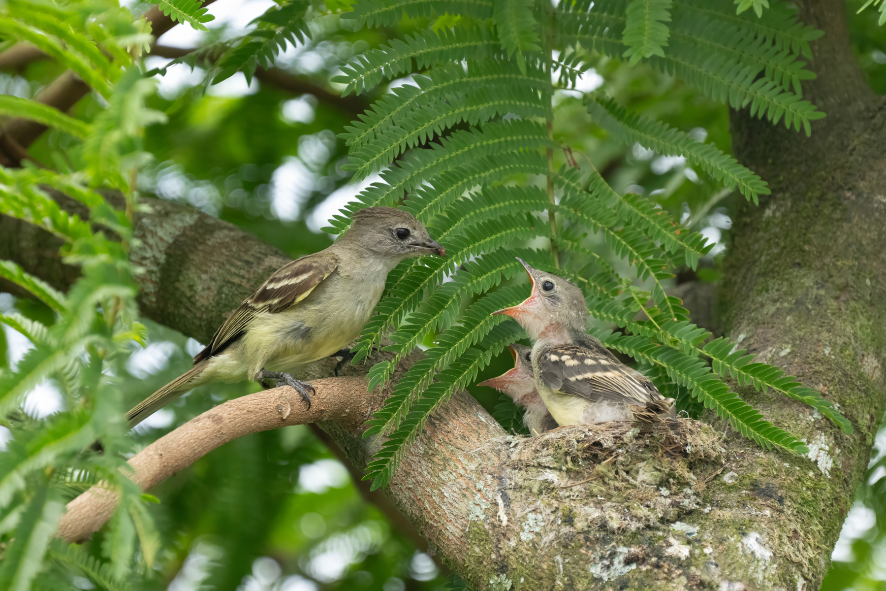 A Yellow-bellied Elaenia bringing insect food to its chicks on the nest in a school ground of all places! (image by Inger Vandyke)