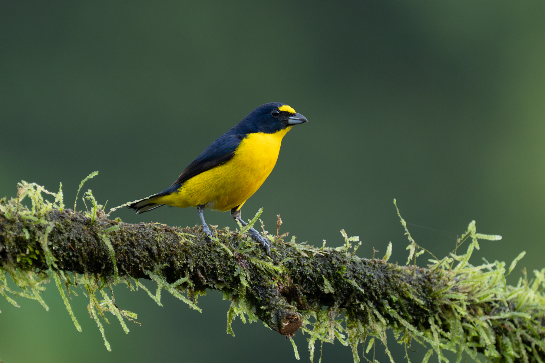 Pretty Yellow-throated Euphonias are always a bird photographer's highlight in Costa Rica (image by Inger Vandyke)
