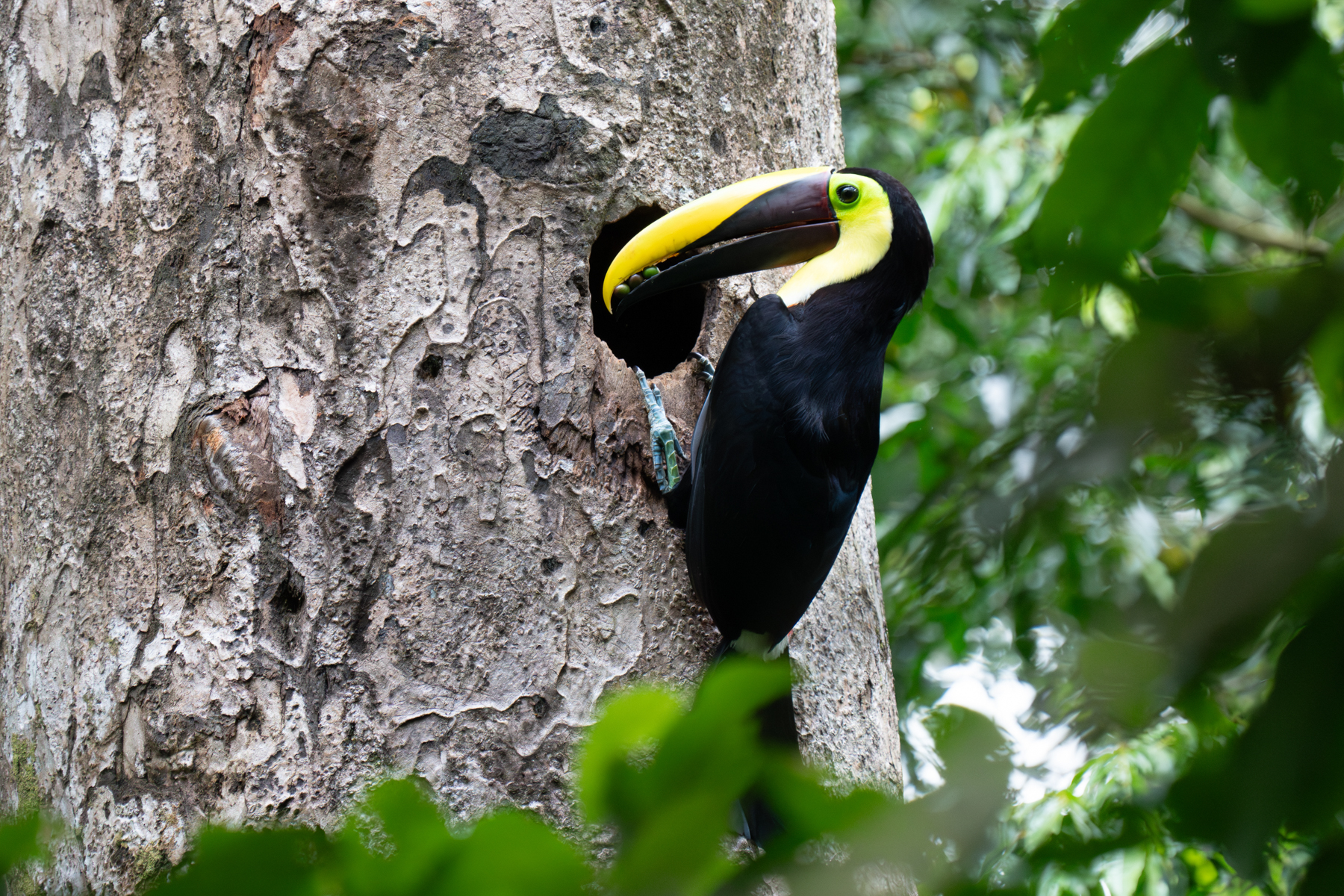 A Yellow-throated Toucan taking berries to his female on the nest (image by Inger Vandyke)