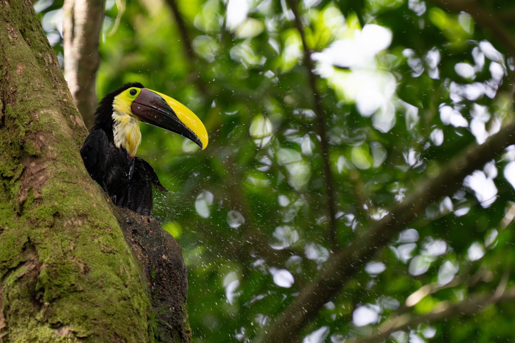 A Yellow-throated Toucan cools off in his tree-trunk plunge pool (image by Inger Vandyke)