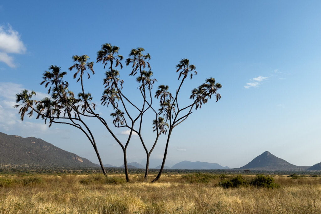 A sculptured Doum Palm in Samburu National Park (image by Inger Vandyke)