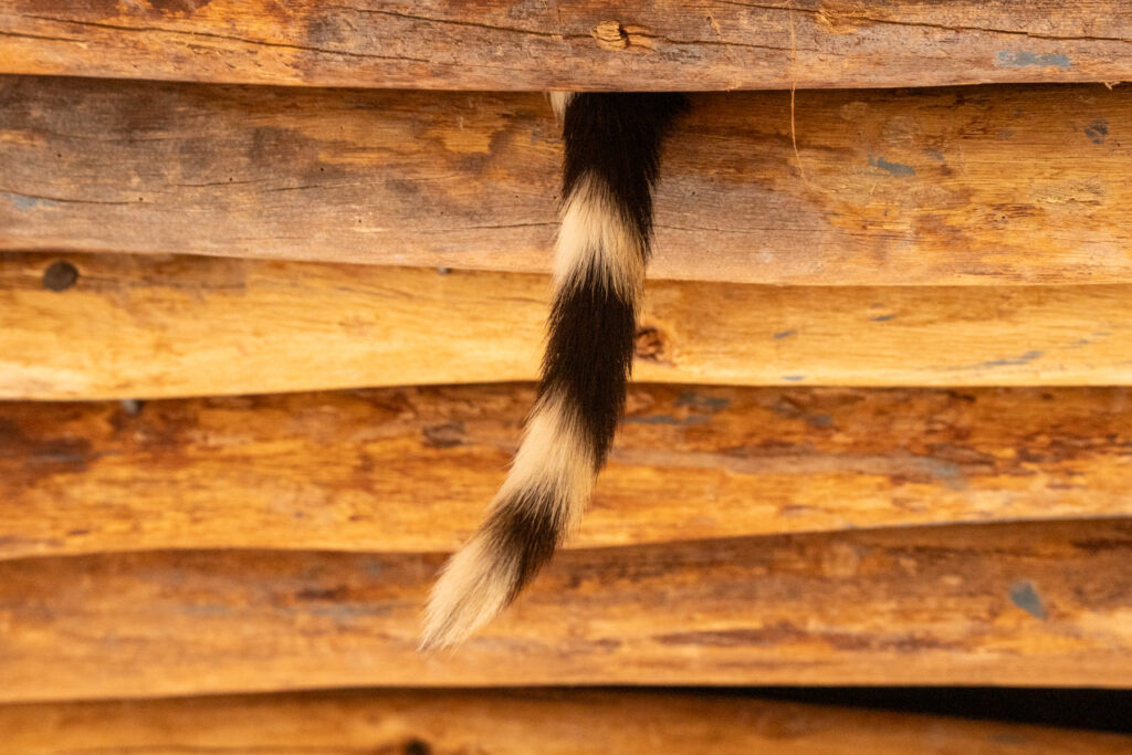 We found the Genet siesta spot in our lodge! A family of Genets sleep in the ceiling near reception (image by Inger Vandyke)