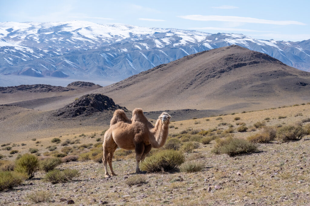 A domesticated Bactrian Camel with a backdrop of the Altai (image by Inger Vandyke)