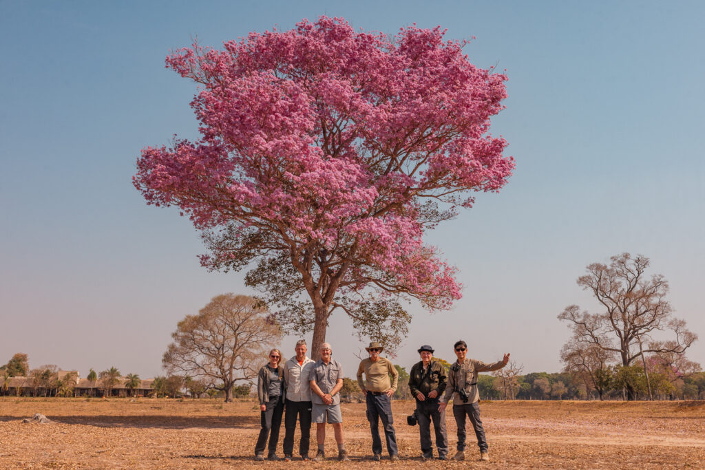 Our wonderful group of guests next to a beautiful flowering Ipe Tree in the Pantanal (image by Gin Wilde)