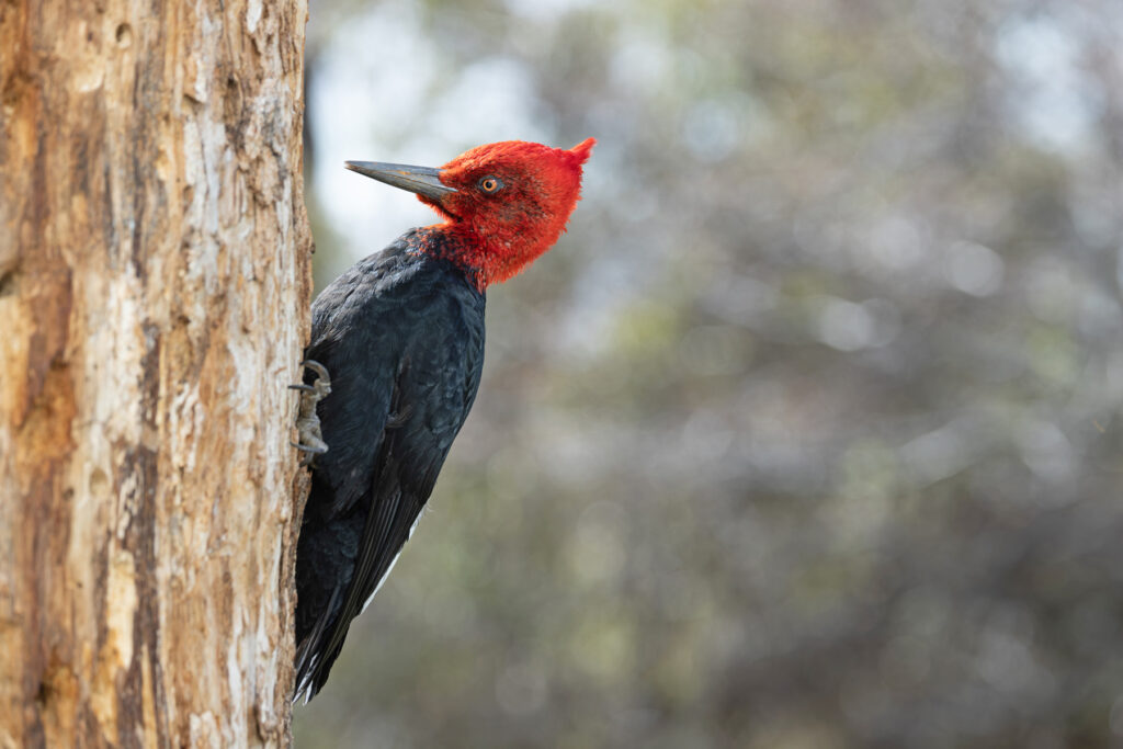 Magellanic Woodpecker, the crimson-headed male (image by Mike Watson)