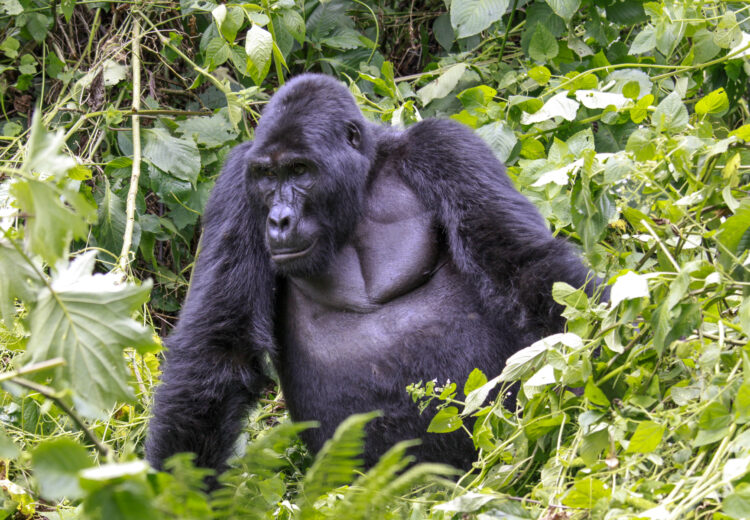 Silverback male Mountain Gorilla (image by Mark Beaman)