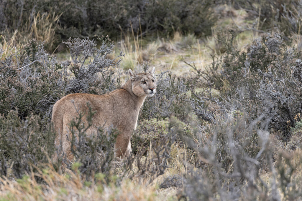 Petaka in the Mata Negra (image by Mike Watson)