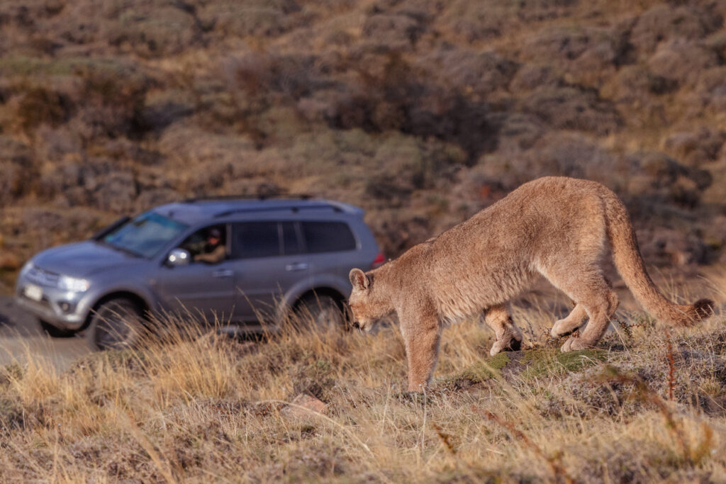 One of Petaka's cubs pads down a hill towards the road, with our tracker - Jorge Cardenas - watching from his vehicle (image by Gin Wilde)