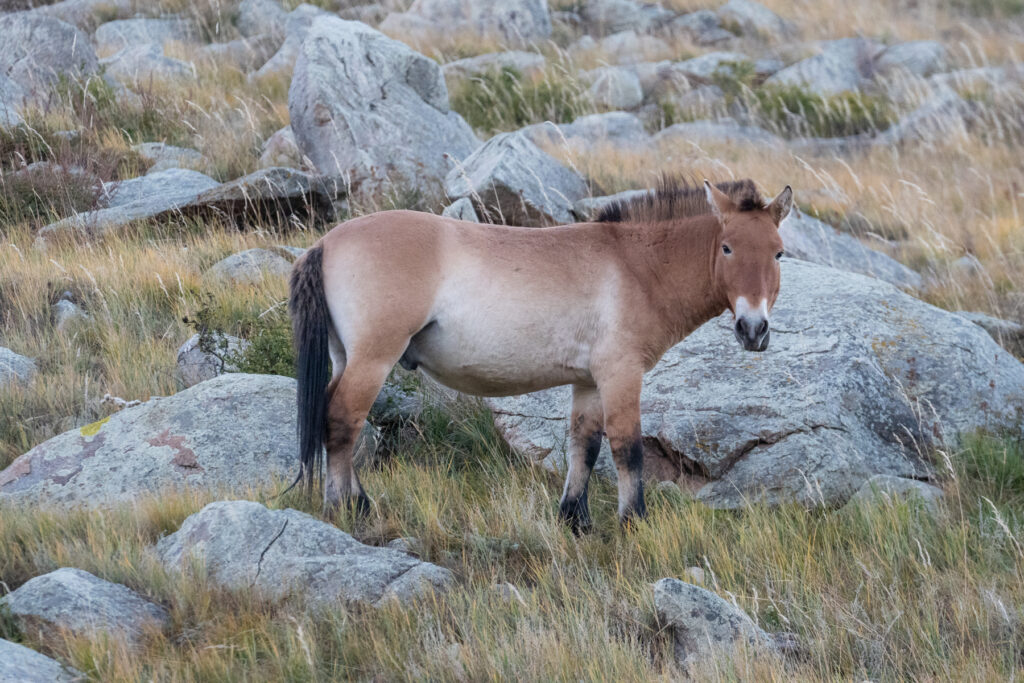 A Takhi, or wild horse of Mongolia, in Hustai National Park (image by Inger Vandyke)